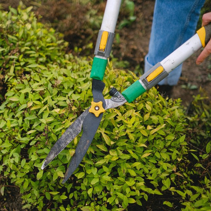 entretien de jardin